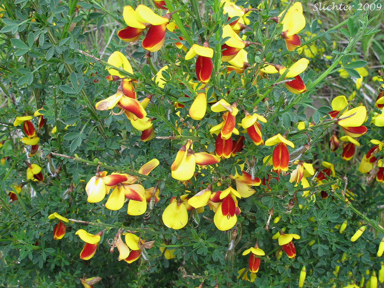 Scotch Broom, Scots Broom: Cytisus scoparius (Synonym: Cytisus scoparius var. andreanus)