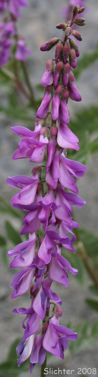 Western Sweet-vetch: Hedysarum occidentale var. occidentale (Synonyms: Hedysarum occidentale, Hedysarum uintahense)<