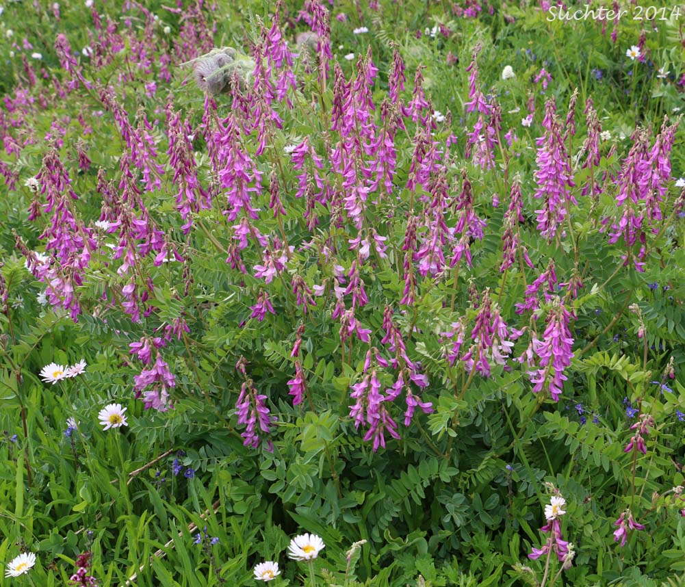 Western Sweet-vetch: Hedysarum occidentale var. occidentale (Synonyms: Hedysarum occidentale, Hedysarum uintahense)