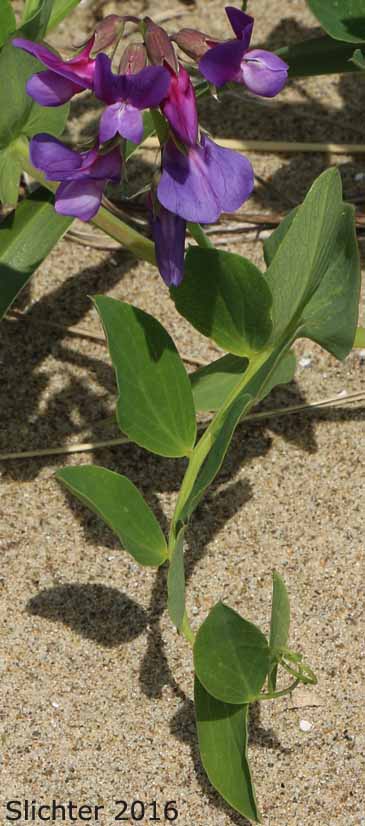 Beach Pea, Maritime Pea, Maritime Peavine: Lathyrus japonicus var. glaber (Synonyms: Lathyrus japonicus ssp. maritimus, Lathyrus japonicus var. glaber, Lathyrus japonicus var. maritimus, Lathyrus maritimus, Lathyrus maritimus var. glaber, Pisum maritimum, Pisum maritimum var. glaber)