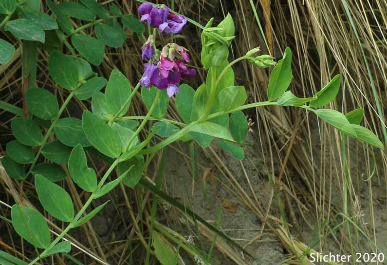 Beach Pea, Maritime Pea, Maritime Peavine: Lathyrus japonicus var. glaber (Synonyms: Lathyrus japonicus ssp. maritimus, Lathyrus japonicus var. glaber, Lathyrus japonicus var. maritimus, Lathyrus maritimus, Lathyrus maritimus var. glaber, Pisum maritimum, Pisum maritimum var. glaber)
