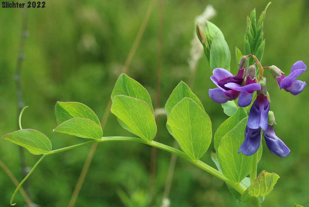 Flowers and leaves of Beach Pea, Maritime Pea, Maritime Peavine: Lathyrus japonicus var. glaber (Synonyms: Lathyrus japonicus ssp. maritimus, Lathyrus japonicus var. glaber, Lathyrus japonicus var. maritimus, Lathyrus maritimus, Lathyrus maritimus var. glaber, Pisum maritimum, Pisum maritimum var. glaber)