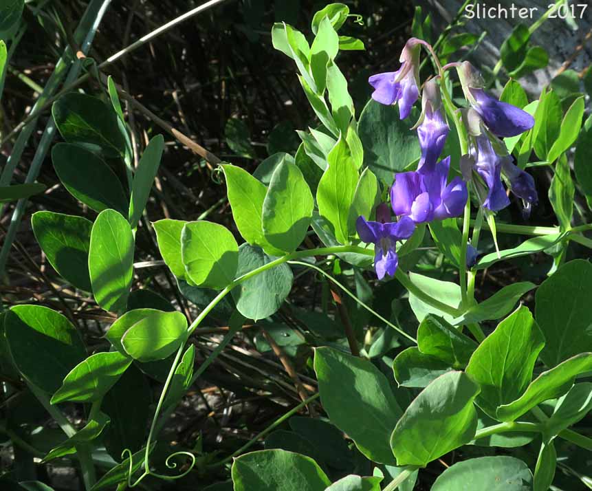 Beach Pea, Maritime Pea, Maritime Peavine: Lathyrus japonicus var. glaber (Synonyms: Lathyrus japonicus ssp. maritimus, Lathyrus japonicus var. glaber, Lathyrus japonicus var. maritimus, Lathyrus maritimus, Lathyrus maritimus var. glaber, Pisum maritimum, Pisum maritimum var. glaber)