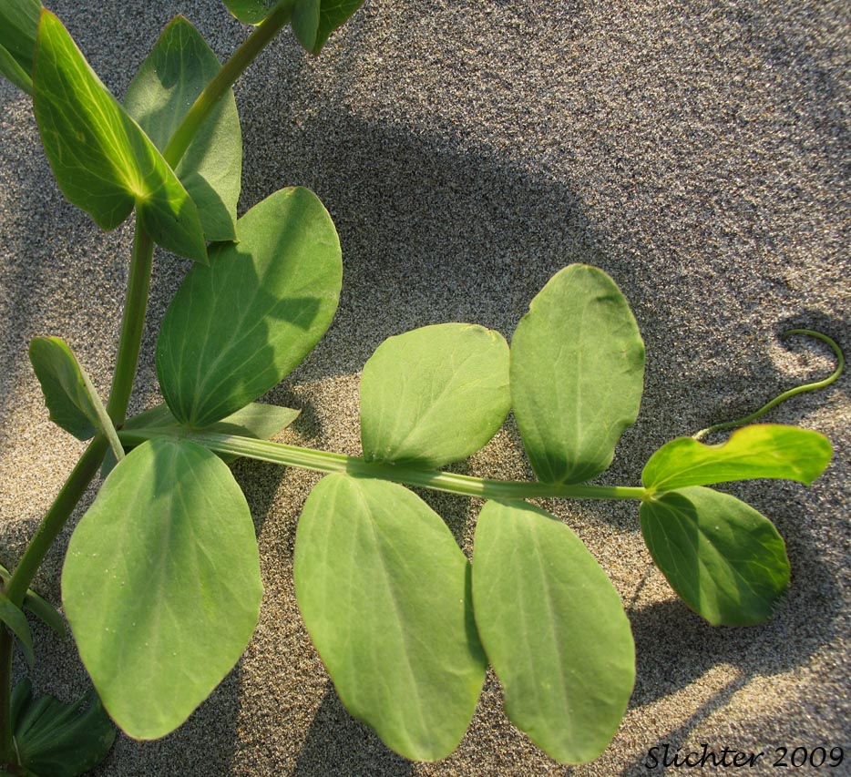 Pinnately compound leaf of Beach Pea, Maritime Pea, Maritime Peavine: Lathyrus japonicus var. glaber (Synonyms: Lathyrus japonicus ssp. maritimus, Lathyrus japonicus var. glaber, Lathyrus japonicus var. maritimus, Lathyrus maritimus, Lathyrus maritimus var. glaber, Pisum maritimum, Pisum maritimum var. glaber)