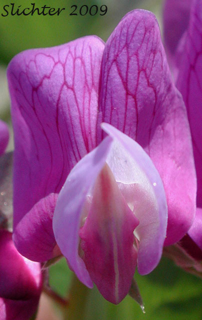 Frontal view of the flower of Beach Pea, Maritime Pea, Maritime Peavine: Lathyrus japonicus var. glaber (Synonyms: Lathyrus japonicus ssp. maritimus, Lathyrus japonicus var. glaber, Lathyrus japonicus var. maritimus, Lathyrus maritimus, Lathyrus maritimus var. glaber, Pisum maritimum, Pisum maritimum var. glaber)