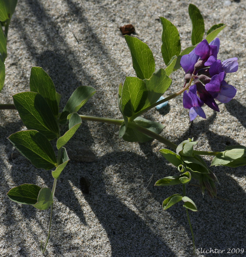 Beach Pea, Maritime Pea, Maritime Peavine: Lathyrus japonicus var. glaber (Synonyms: Lathyrus japonicus ssp. maritimus, Lathyrus japonicus var. glaber, Lathyrus japonicus var. maritimus, Lathyrus maritimus, Lathyrus maritimus var. glaber, Pisum maritimum, Pisum maritimum var. glaber)