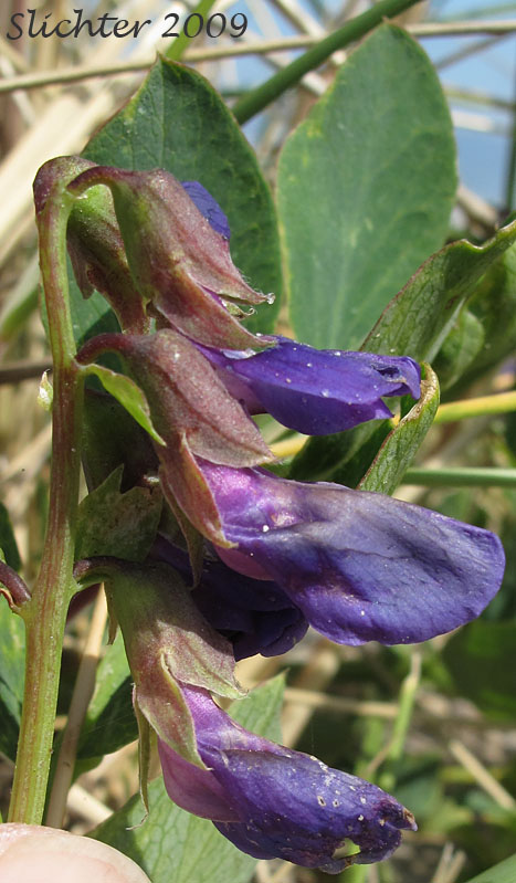 Inflorescence of Beach Pea, Maritime Pea, Maritime Peavine: Lathyrus japonicus var. glaber (Synonyms: Lathyrus japonicus ssp. maritimus, Lathyrus japonicus var. glaber, Lathyrus japonicus var. maritimus, Lathyrus maritimus, Lathyrus maritimus var. glaber, Pisum maritimum, Pisum maritimum var. glaber)