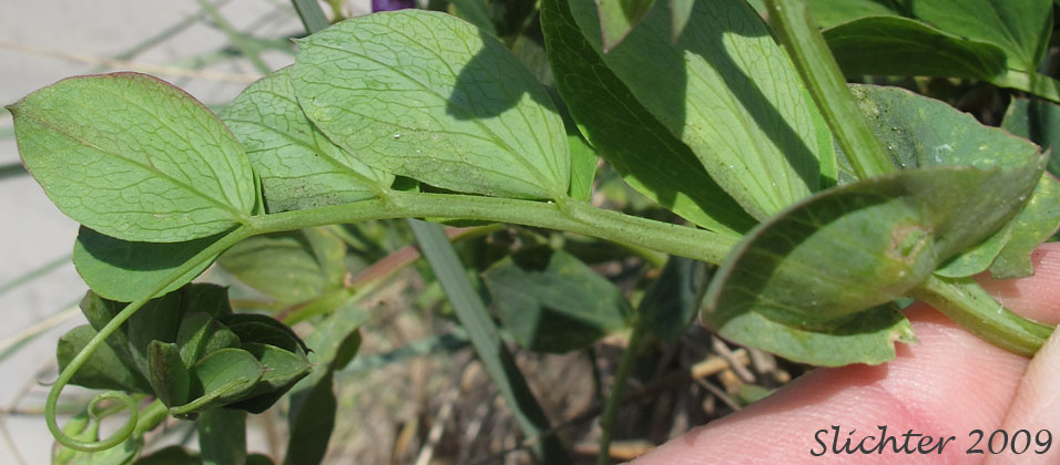 Leaf of Beach Pea, Maritime Pea, Maritime Peavine: Lathyrus japonicus var. glaber (Synonyms: Lathyrus japonicus ssp. maritimus, Lathyrus japonicus var. glaber, Lathyrus japonicus var. maritimus, Lathyrus maritimus, Lathyrus maritimus var. glaber, Pisum maritimum, Pisum maritimum var. glaber)