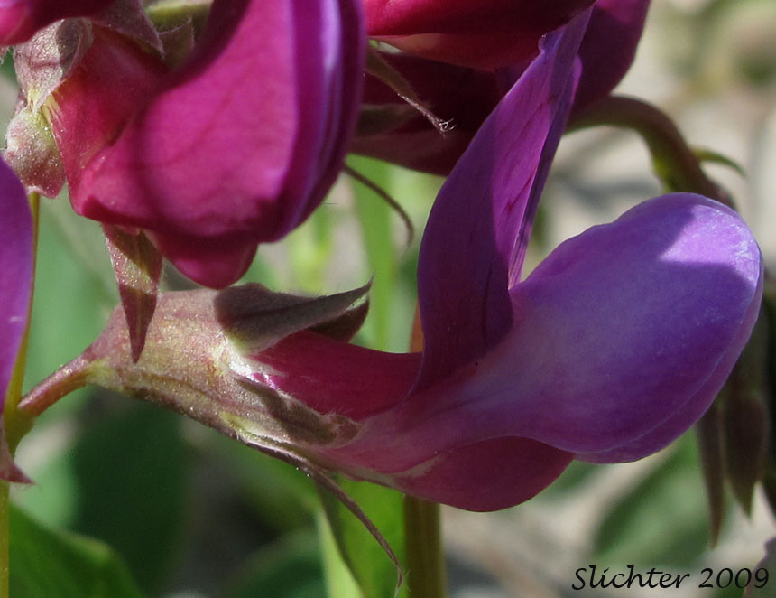 Flower of Beach Pea, Maritime Pea, Maritime Peavine: Lathyrus japonicus var. glaber (Synonyms: Lathyrus japonicus ssp. maritimus, Lathyrus japonicus var. glaber, Lathyrus japonicus var. maritimus, Lathyrus maritimus, Lathyrus maritimus var. glaber, Pisum maritimum, Pisum maritimum var. glaber)