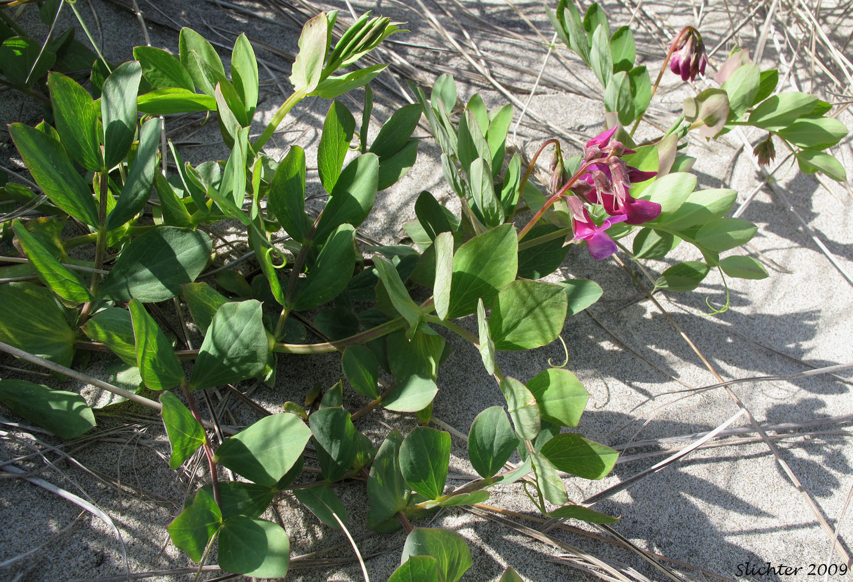 Beach Pea, Maritime Pea, Maritime Peavine: Lathyrus japonicus var. glaber (Synonyms: Lathyrus japonicus ssp. maritimus, Lathyrus japonicus var. glaber, Lathyrus japonicus var. maritimus, Lathyrus maritimus, Lathyrus maritimus var. glaber, Pisum maritimum, Pisum maritimum var. glaber)