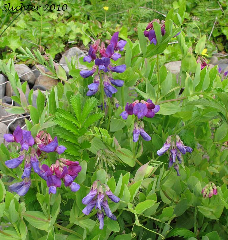 Beach Pea, Maritime Pea, Maritime Peavine: Lathyrus japonicus var. glaber (Synonyms: Lathyrus japonicus ssp. maritimus, Lathyrus japonicus var. glaber, Lathyrus japonicus var. maritimus, Lathyrus maritimus, Lathyrus maritimus var. glaber, Pisum maritimum, Pisum maritimum var. glaber)