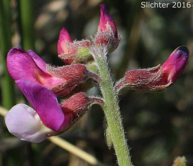 Beach Peavine, Gray Beach Pea, Silky Beach Pea, Silky Beach Vetchling: Lathyrus littoralis