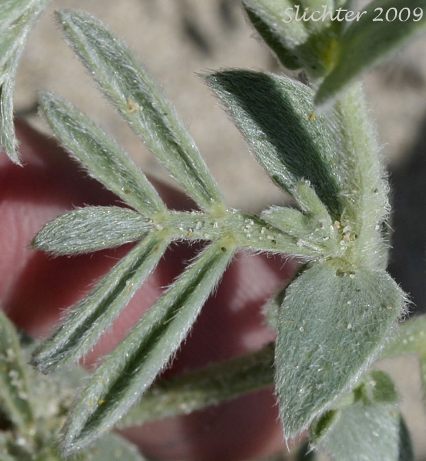 Leaf and stipules of Beach Peavine, Gray Beach Pea, Silky Beach Pea, Silky Beach Vetchling: Lathyrus littoralis