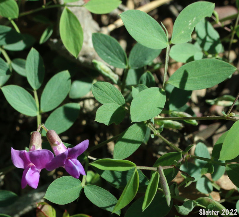 Sierra Nevada Pea, Sierra Peavine, Sierran Peavine: Lathyrus nevadensis var. nevadensis (Synonyms: Lathyrus lanceolatus, Lathyrus nevadensis ssp. lanceolatus, Lathyrus nevadensis ssp. nevadensis, Lathyrus nevadensis var. nuttallii, Lathyrus nevadensis var. pilosellus, Lathyrus nevadensis var. puniceus, Lathyrus nuttallii)