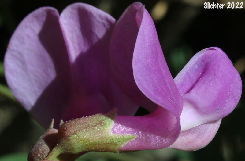 Sierra Nevada Pea, Sierra Peavine, Sierran Peavine: Lathyrus nevadensis var. nevadensis (Synonyms: Lathyrus lanceolatus, Lathyrus nevadensis ssp. lanceolatus, Lathyrus nevadensis ssp. nevadensis, Lathyrus nevadensis var. nuttallii, Lathyrus nevadensis var. pilosellus, Lathyrus nevadensis var. puniceus, Lathyrus nuttallii)