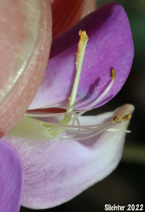 Sierra Nevada Pea, Sierra Peavine, Sierran Peavine: Lathyrus nevadensis var. nevadensis (Synonyms: Lathyrus lanceolatus, Lathyrus nevadensis ssp. lanceolatus, Lathyrus nevadensis ssp. nevadensis, Lathyrus nevadensis var. nuttallii, Lathyrus nevadensis var. pilosellus, Lathyrus nevadensis var. puniceus, Lathyrus nuttallii)