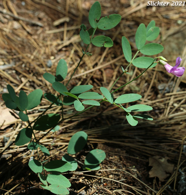 Sierra Nevada Pea, Sierra Peavine, Sierran Peavine: Lathyrus nevadensis var. nevadensis (Synonyms: Lathyrus lanceolatus, Lathyrus nevadensis ssp. lanceolatus, Lathyrus nevadensis ssp. nevadensis, Lathyrus nevadensis var. nuttallii, Lathyrus nevadensis var. pilosellus, Lathyrus nevadensis var. puniceus, Lathyrus nuttallii)