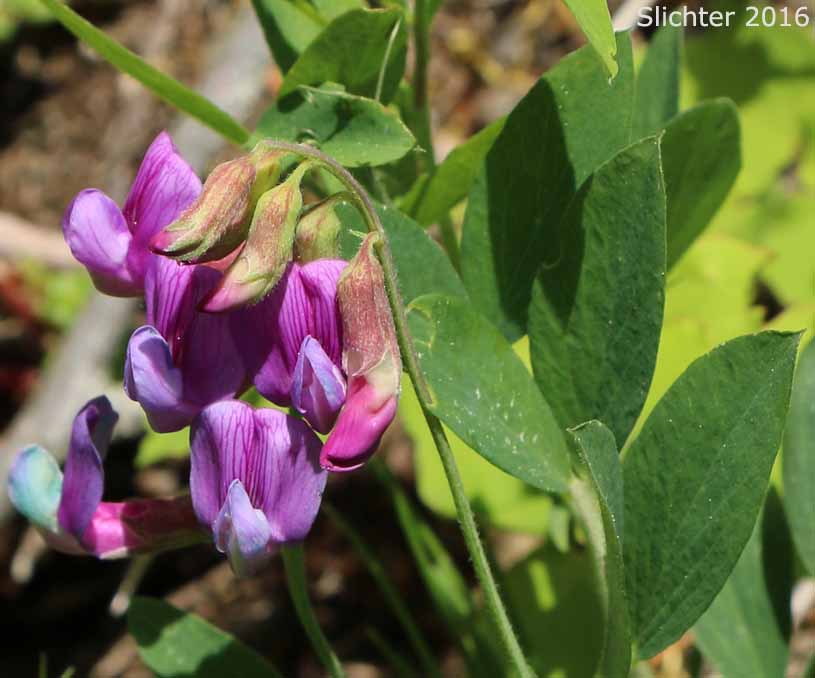 Sierra Nevada Pea, Sierra Peavine, Sierran Peavine: Lathyrus nevadensis var. nevadensis (Synonyms: Lathyrus lanceolatus, Lathyrus nevadensis ssp. lanceolatus, Lathyrus nevadensis ssp. nevadensis, Lathyrus nevadensis var. nuttallii, Lathyrus nevadensis var. pilosellus, Lathyrus nevadensis var. puniceus, Lathyrus nuttallii)