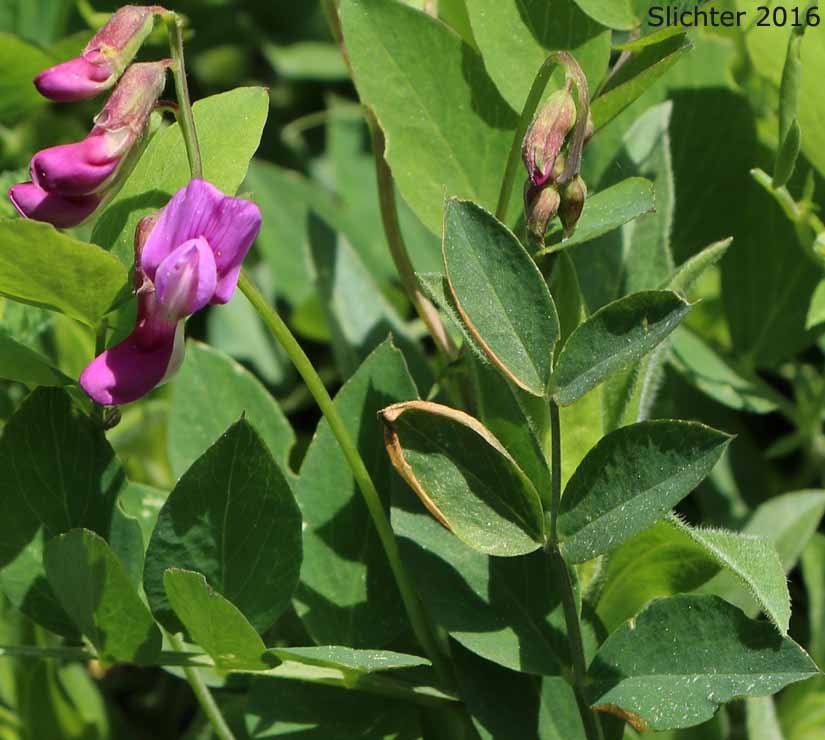 Sierra Nevada Pea, Sierra Peavine, Sierran Peavine: Lathyrus nevadensis var. nevadensis (Synonyms: Lathyrus lanceolatus, Lathyrus nevadensis ssp. lanceolatus, Lathyrus nevadensis ssp. nevadensis, Lathyrus nevadensis var. nuttallii, Lathyrus nevadensis var. pilosellus, Lathyrus nevadensis var. puniceus, Lathyrus nuttallii)