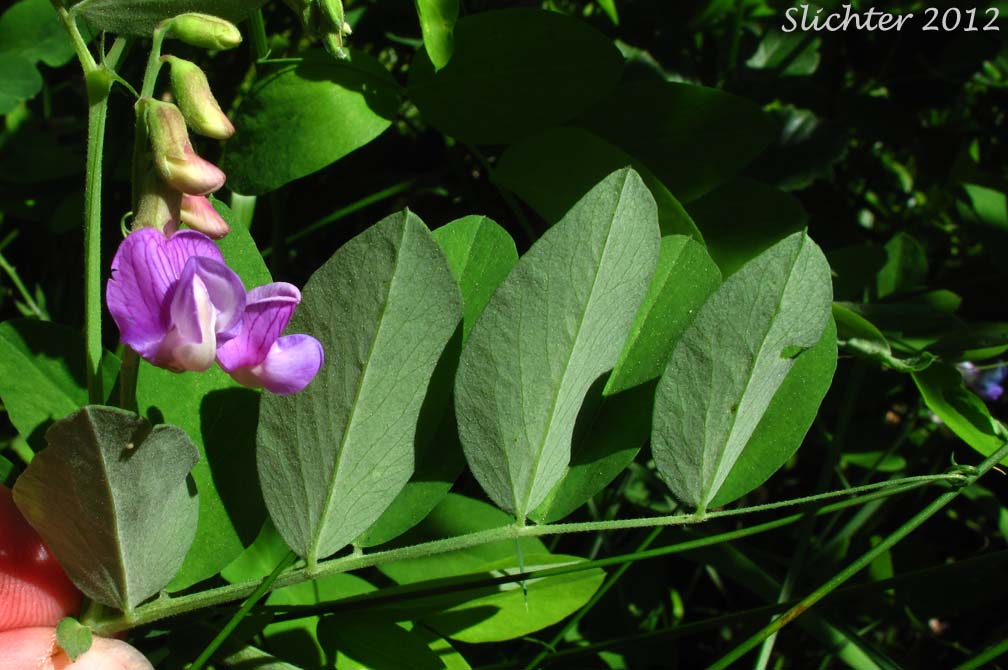 Sierra Nevada Pea, Sierra Peavine, Sierran Peavine: Lathyrus nevadensis var. nevadensis (Synonyms: Lathyrus lanceolatus, Lathyrus nevadensis ssp. lanceolatus, Lathyrus nevadensis ssp. nevadensis, Lathyrus nevadensis var. nuttallii, Lathyrus nevadensis var. pilosellus, Lathyrus nevadensis var. puniceus, Lathyrus nuttallii)