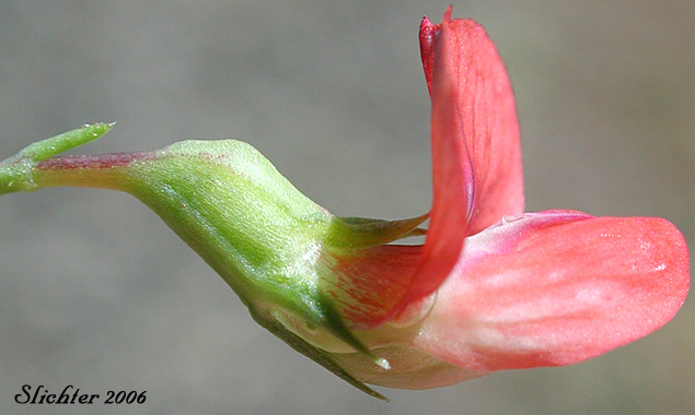 Sideview of the calyx and corolla of Grass Pea, Grass Peavine: Lathyrus sphaericus