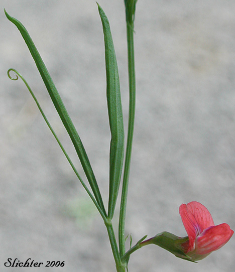 Stem leaves and flower of Grass Pea, Grass Peavine: Lathyrus sphaericus