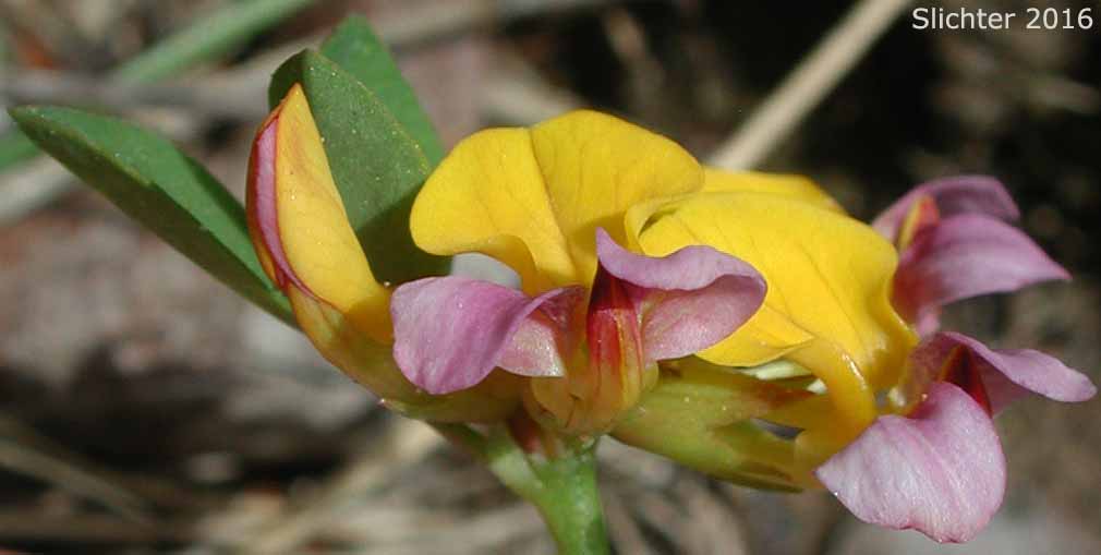 Seaside Lotus, Seaside Bird's-foot Trefoil: Hosackia gracilis (Synonym: Lotus formosissimus)