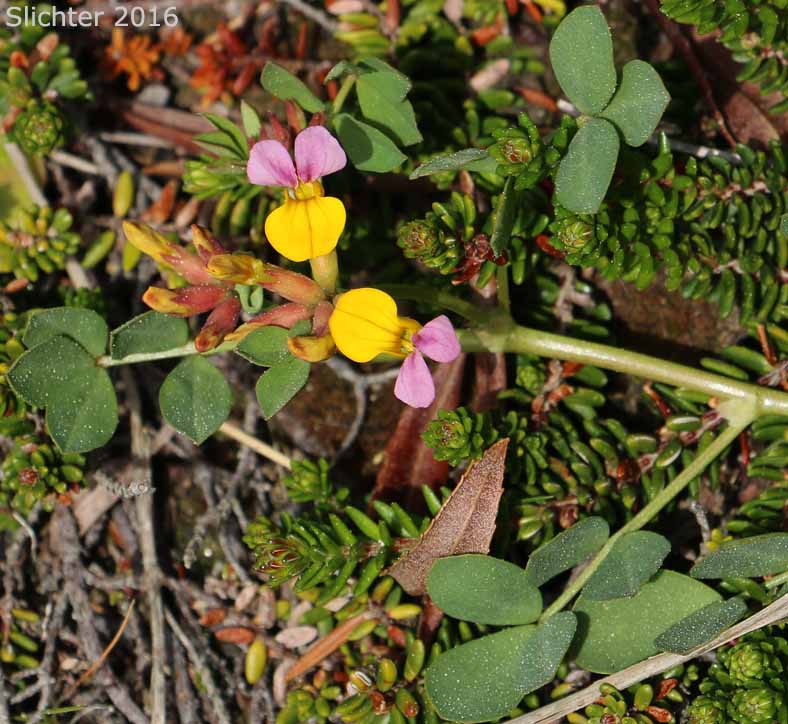 Seaside Lotus, Seaside Bird's-foot Trefoil: Hosackia gracilis (Synonym: Lotus formosissimus)