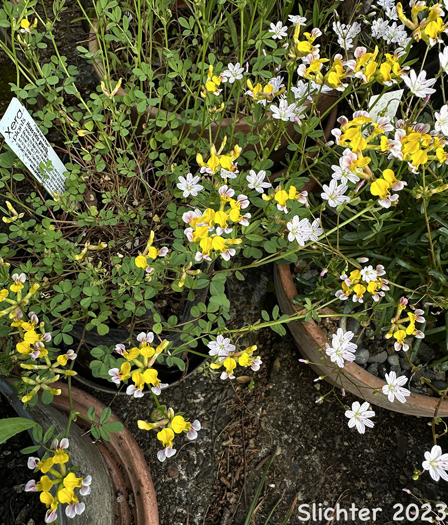Seaside Lotus, Seaside Bird's-foot Trefoil: Hosackia gracilis (Synonym: Lotus formosissimus)