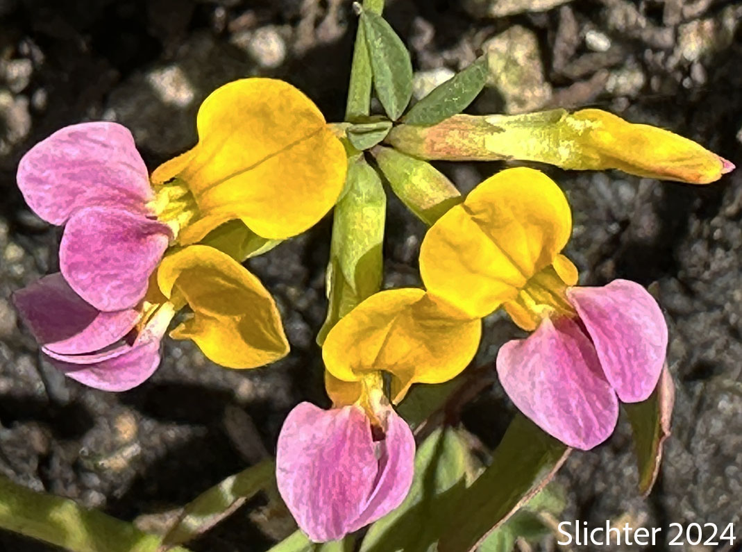 Seaside Lotus, Seaside Bird's-foot Trefoil: Hosackia gracilis (Synonym: Lotus formosissimus)