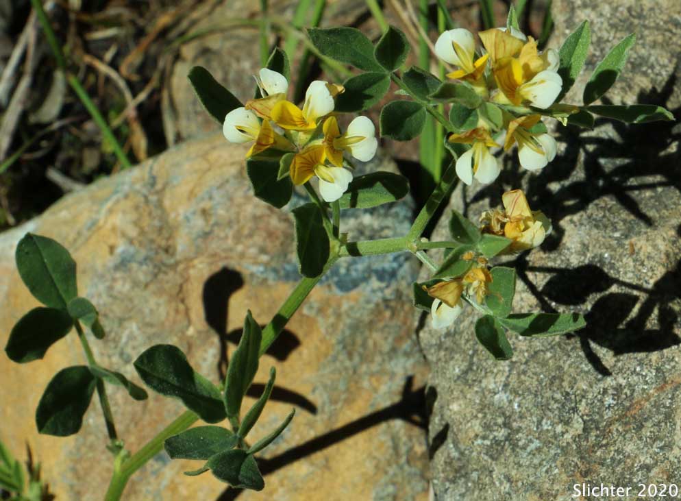 Bog Deervetch, Meadow Deervetch, Meadow Bird's-foot Trefoil: Hosackia pinnata (Synonyms: Lotus bicolor, Lotus pinnatus)