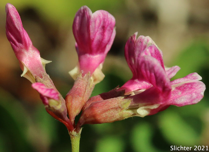 Rosy Birdsfoot Trefoil, Rosy Birds-foot Trefoil: Hosackia rosea (Synonyms: Lotus aboriginus, Lotus crassifolius var. subglaber, Lotus stipularis var. subglaber)