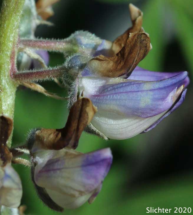 Flower of Drew's Silky Lupine, Pine Lupine, Sicklekeel Lupine: Lupinus albicaulis var. shastensis Synonyms: Lupinus adsurgens, Lupinus adsurgens var. adsurgens, Lupinus andersonii, Lupinus dalesiae, Lupinus formosus, Lupinus formosus var. clemensiae, Lupinus klamatahensis, Lupinus pumicola)