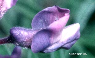 Longspur Lupine, Spur Lupine, Spurred Lupine: Lupinus arbustus (Synonyms: Lupinus amabilis, Lupinus arbustus ssp. arbustus, Lupinus arbustus ssp. calcaratus, Lupinus arbustus var. montanus, Lupinus arbustus ssp. neolaxiflorus, Lupinus arbustus ssp. pseudoparviflorus, Lupinus arbustus ssp. silvicola, Lupinus argenteus var. laxiflorus, Lupinus caudatus, Lupinus caudatus var. submanes, Lupinus caudatus var. subtenellus, Lupinus laxiflorus, Lupinus laxiflorus var. calcaratus, Lupinus laxiflorus var. cognatus, Lupinus laxiflorus var. elmerianus, Lupinus laxiflorus var. laxiflorus, Lupinus laxiflorus ssp. laxiflorus, Lupinus laxiflorus var. lyleianus, Lupinus laxiflorus var. pseudoparviflorus, Lupinus laxiflorus var. silvicola, Lupinus leyleianus, Lupinus mucronulatus var. umatillensis, Lupinus sulphureus var. applegatianus)