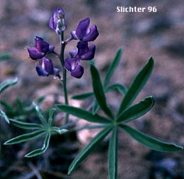 Longspur Lupine, Spur Lupine, Spurred Lupine: Lupinus arbustus (Synonyms: Lupinus amabilis, Lupinus arbustus ssp. arbustus, Lupinus arbustus ssp. calcaratus, Lupinus arbustus var. montanus, Lupinus arbustus ssp. neolaxiflorus, Lupinus arbustus ssp. pseudoparviflorus, Lupinus arbustus ssp. silvicola, Lupinus argenteus var. laxiflorus, Lupinus caudatus, Lupinus caudatus var. submanes, Lupinus caudatus var. subtenellus, Lupinus laxiflorus, Lupinus laxiflorus var. calcaratus, Lupinus laxiflorus var. cognatus, Lupinus laxiflorus var. elmerianus, Lupinus laxiflorus var. laxiflorus, Lupinus laxiflorus ssp. laxiflorus, Lupinus laxiflorus var. lyleianus, Lupinus laxiflorus var. pseudoparviflorus, Lupinus laxiflorus var. silvicola, Lupinus leyleianus, Lupinus mucronulatus var. umatillensis, Lupinus sulphureus var. applegatianus)