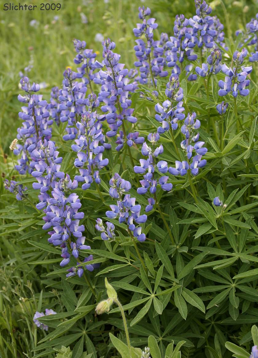 A close-up of the flower of subalpine lupine as seen along the park road to the east of the Hurricane Ridge Visitors Center in Olympic National Park.......July 25, 2008.