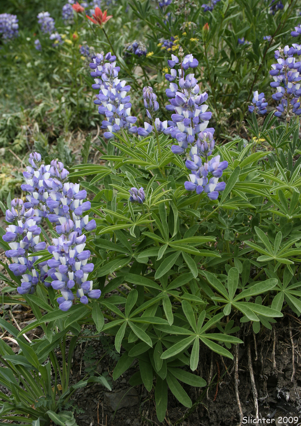 A close-up of the flower of subalpine lupine as seen along the park road to the east of the Hurricane Ridge Visitors Center in Olympic National Park.................July 25, 2008.