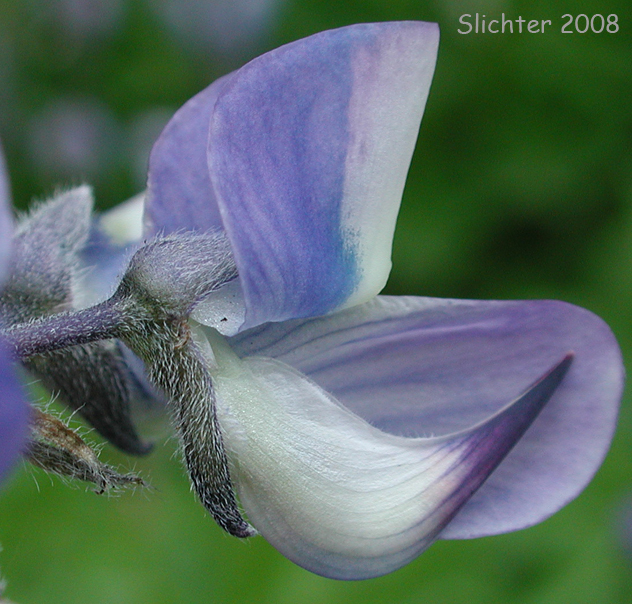 Broadleaf Lupine, Broad-leaved Lupine, Cascade Lupine, Subalpine Lupine: Lupinus latifolius var. subalpinus (Synonyms: Lupinus arcticus, Lupinus arcticus ssp. subalpinus)