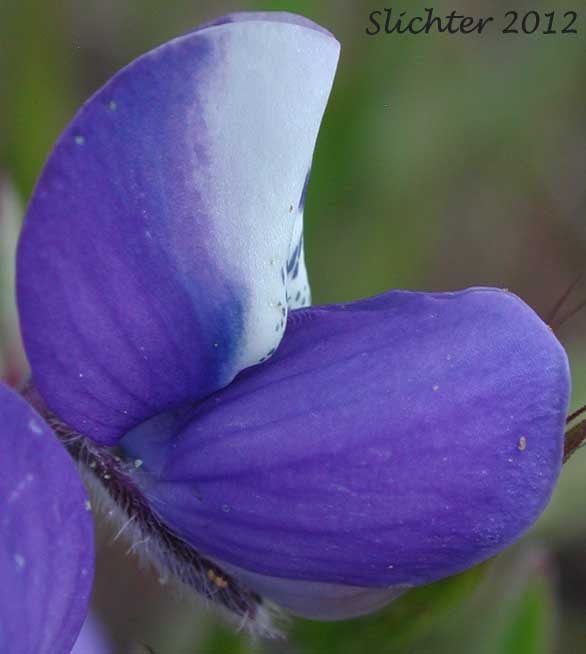 Bicolor Lupine, Miniature Lupine, Two-color Lupine: Lupinus bicolor (Synonyms: Lupinus bicolor ssp. bicolor, Lupinus bicolor var. microphyllus, Lupinus bicolor var. tridentatus, Lupinus hirsutulus, Lupinus micranthus var. bicolor, Lupinus nanus, Lupinus nanus var. apricus, Lupinus polycarpus, Lupinus strigulosus)