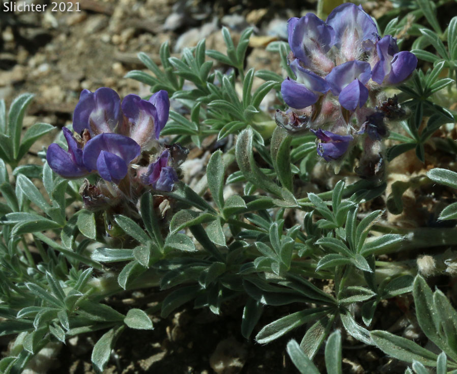 Brewer's Lupine: Lupinus breweri (Synonym: Lupinus breweri var. breweri)