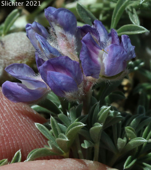 Brewer's Lupine: Lupinus breweri (Synonym: Lupinus breweri var. breweri)