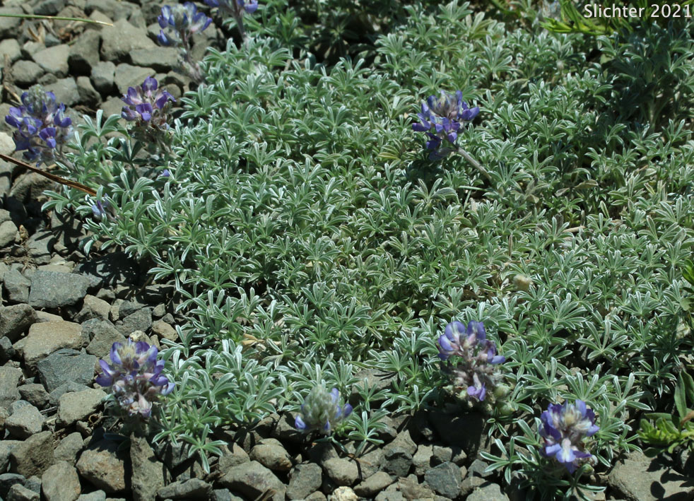 Brewer's Lupine: Lupinus breweri (Synonym: Lupinus breweri var. breweri)