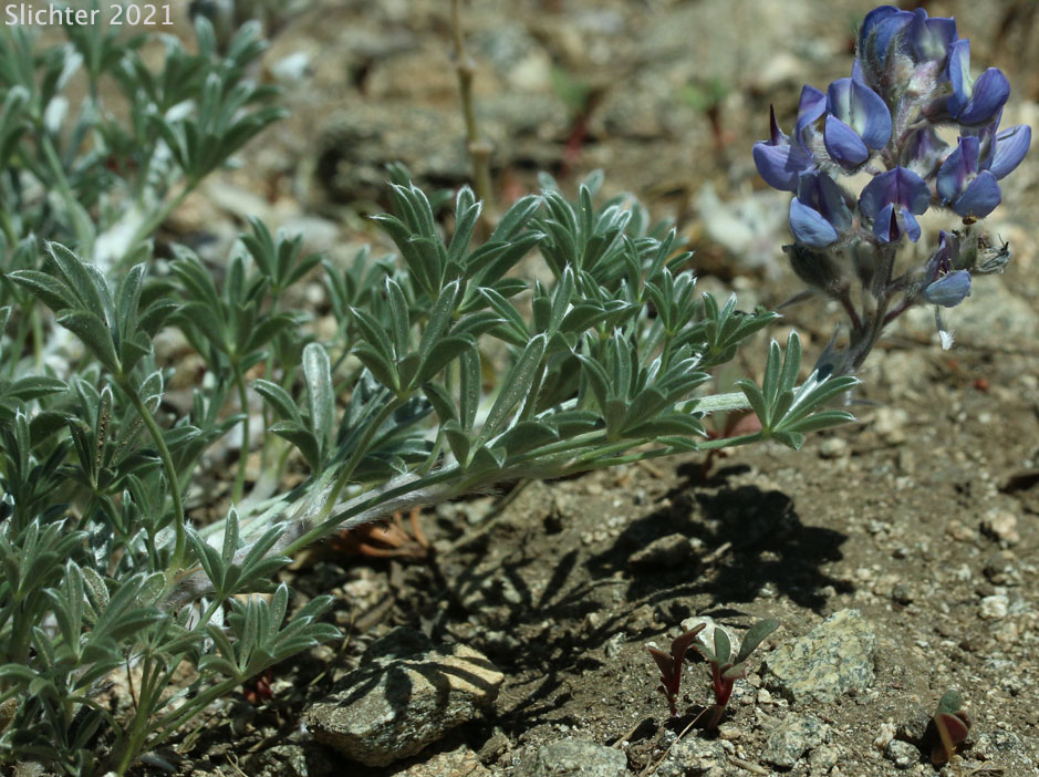 Brewer's Lupine: Lupinus breweri (Synonym: Lupinus breweri var. breweri)