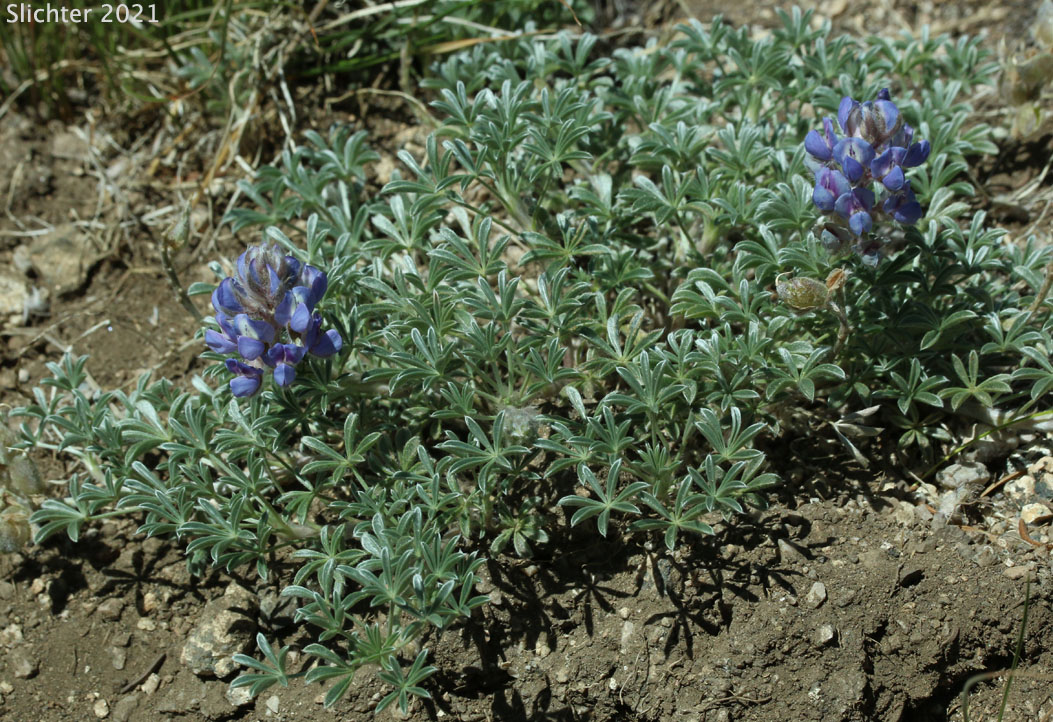 Brewer's Lupine: Lupinus breweri (Synonym: Lupinus breweri var. breweri)
