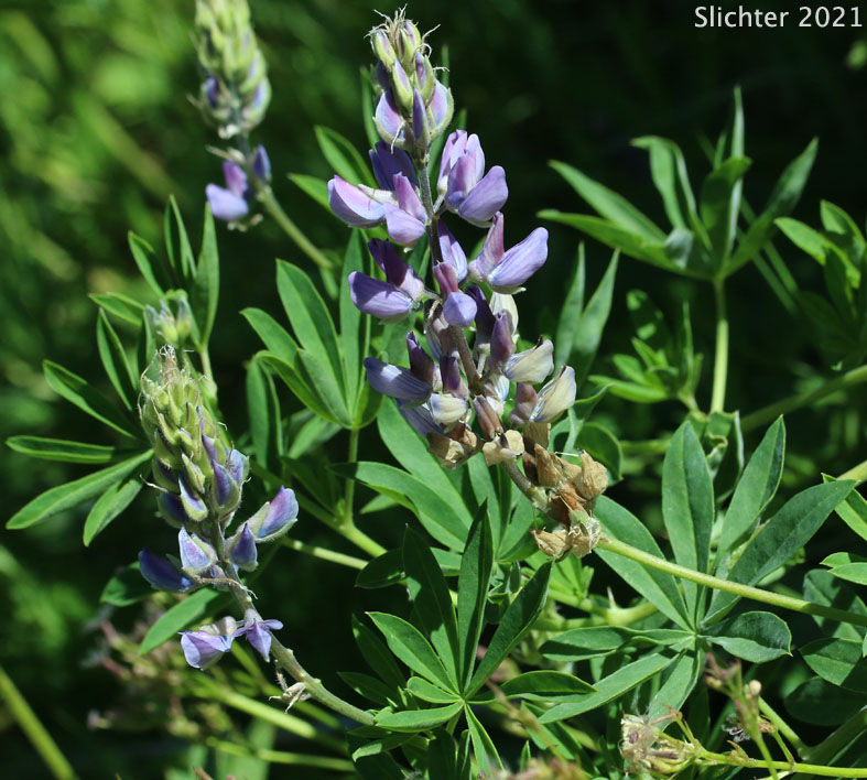 Broadleaf Lupine, Broad-leaved Lupine, Common Broad-leaf Lupine: Lupinus latifolius var. latifolius (Synonyms: Lupinus latifolius ssp. latifolius, Lupinus latifolius var. columbianus, Lupinus latifolius var. ligulatus, Lupinus latifolius var. longipes, Lupinus latifolius var. thompsonianus, Lupinus rivularis var. latifolius, Lupinus sericeus var. thompsonianus)