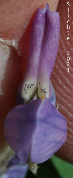 Broadleaf Lupine, Broad-leaved Lupine, Common Broad-leaf Lupine: Lupinus latifolius var. latifolius (Synonyms: Lupinus latifolius ssp. latifolius, Lupinus latifolius var. columbianus, Lupinus latifolius var. ligulatus, Lupinus latifolius var. longipes, Lupinus latifolius var. thompsonianus, Lupinus rivularis var. latifolius, Lupinus sericeus var. thompsonianus)