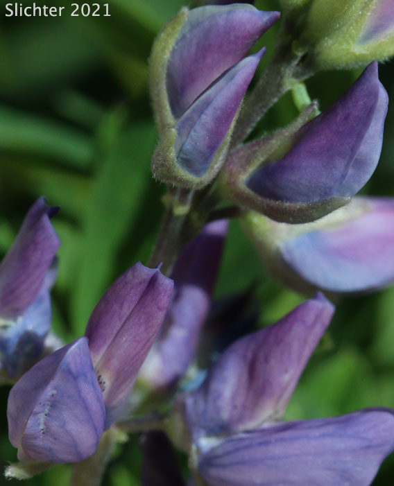 Broadleaf Lupine, Broad-leaved Lupine, Common Broad-leaf Lupine: Lupinus latifolius var. latifolius (Synonyms: Lupinus latifolius ssp. latifolius, Lupinus latifolius var. columbianus, Lupinus latifolius var. ligulatus, Lupinus latifolius var. longipes, Lupinus latifolius var. thompsonianus, Lupinus rivularis var. latifolius, Lupinus sericeus var. thompsonianus)