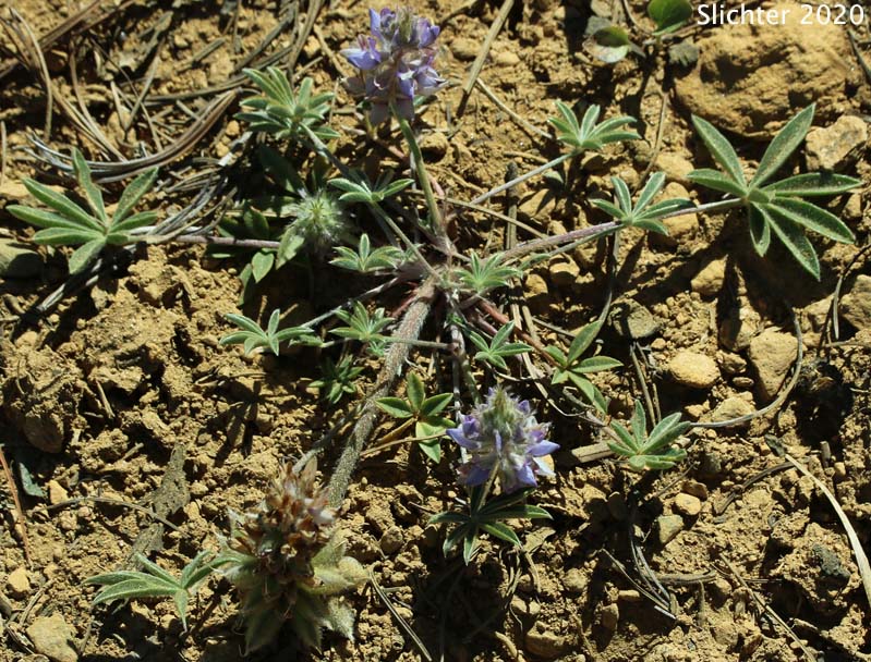 Donner Lake Lupine, Low Mountain Lupine, Prairie Lupine, Prostrate Lupine: Lupinus lepidus var. lobbii (Synonyms: Lupinus lyallii var. lyallii, Lupinus lyallii var. macroflorus, Lupinus sellulus var. lobbii)