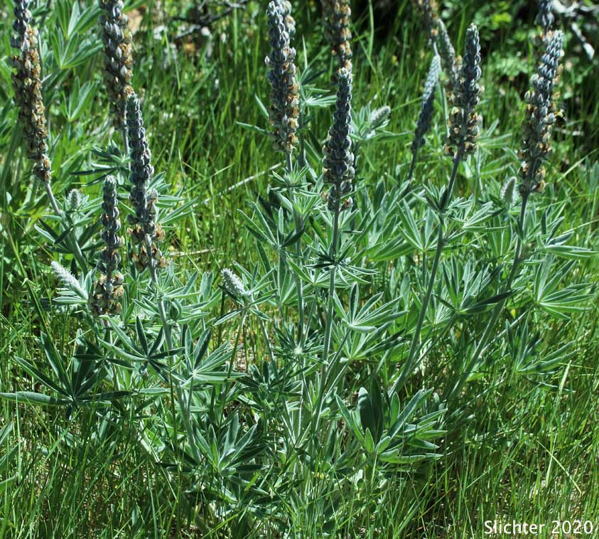 Velvet Lupine, White-leaved Lupine, Woolly-leaved Lupine, Poison Lupine: Lupinus leucophyllus (Synonyms: Lupinus leucophyllus var. belliae, Lupinus leucophyllus var. canescens, Lupinus leucophyllus var. leucophyllus, Lupinus leucophyllus var. tenuispicus)