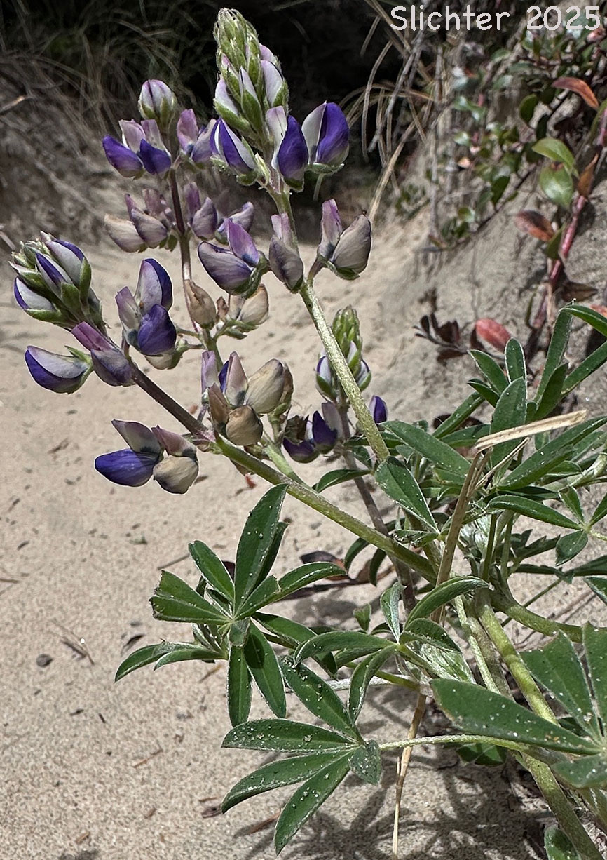 Seashore Lupine: Lupinus littoralis var. littoralis